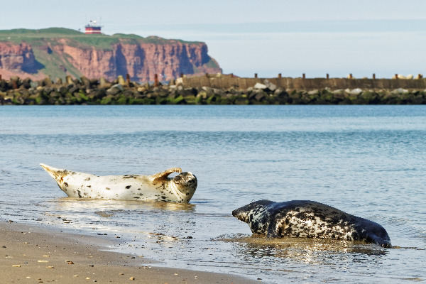 Gray seals on the beach of the North Sea island of Heligoland