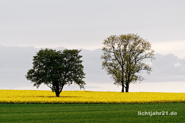 Bild anzeigen